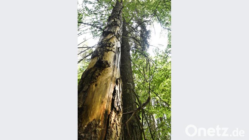Reh-Verbiss: Hinter dem Zaun wachsen natürlich angeflogene Laubbäume, davor nicht. Bild: Petra Hartl