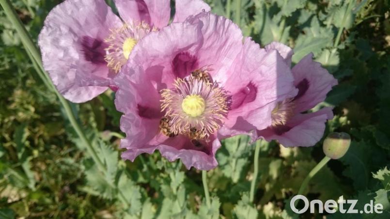 So sieht der Mohn aus, wenn er blüht. Das begeistert auch viele Spaziergänger. Bild: exb