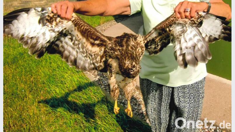 Der tote Mäusebussard wurde nach Angaben der Finderin direkt unter dem südlichsten Ellenfelder Windrad entdeckt. Bild: Karl Berr/exb