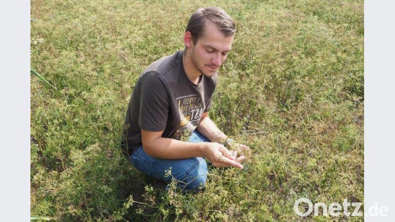 Die Trockenheit hat heuer für einen besonders aromatischen Kümmel, gesorgt, allerdings hat die menge gelitten. Bild: bl