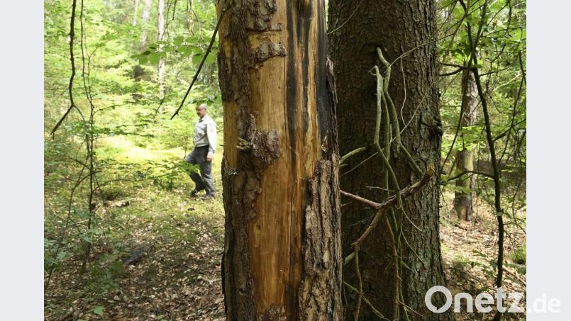 Abgestorbene Kiefern sind in dem Revier von Beratungsförster Michael Bartl (im Hintergrund) noch ein eher vereinzeltes Phänomen. In Mittel- und Unterfranken sieht das schon ganz anders aus. Bild: Petra Hartl