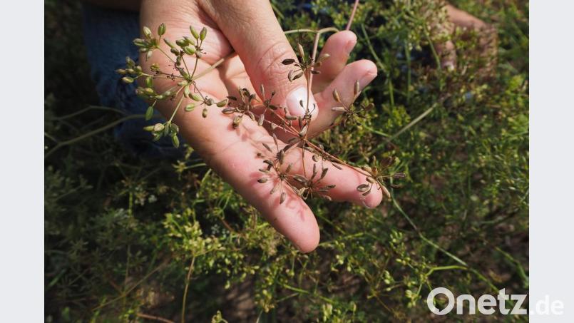 Der Kümmel ist fast reif, die Ernte wird noch nicht so üppig ausfallen. Bild: bl