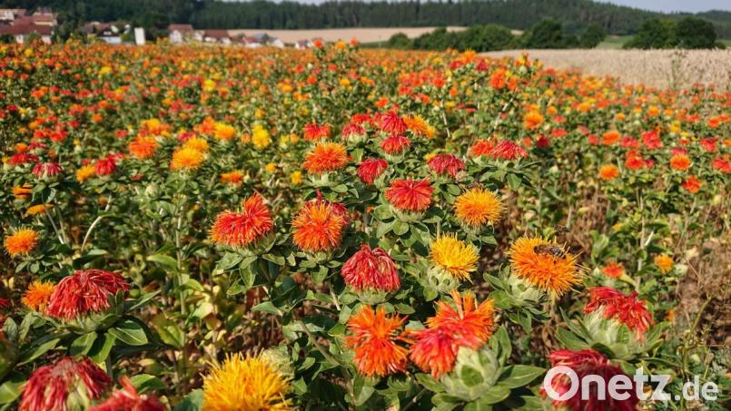 Auch die Färberdistel liefert wertvolles Öl. Bild: exb