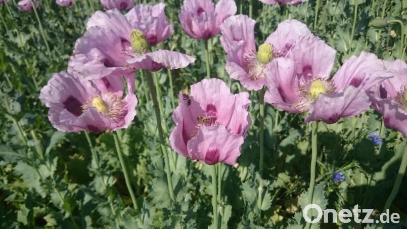 Erst wenn der Graumohn verblüht ist, gibt er seine Schätze im Inneren frei. Bild: exb