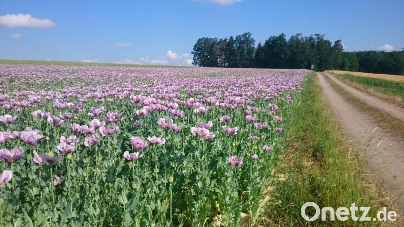 Eine Augenweide war der lilafarbene Mohn im Frühjahr, inzwischen ist er abgeerntet. Bild: exb