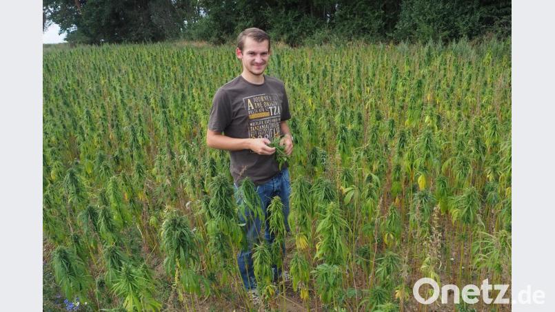 Josef Stangl begutachtet sein Hanf-Feld bei Raffach und schmunzelt über das Interesse, das die Sonderkultur bei Passanten und Behörden weckt. Denn als Quelle für psychoaktive Substanzen ist diese Sorte nicht geeignet. Bild: bl