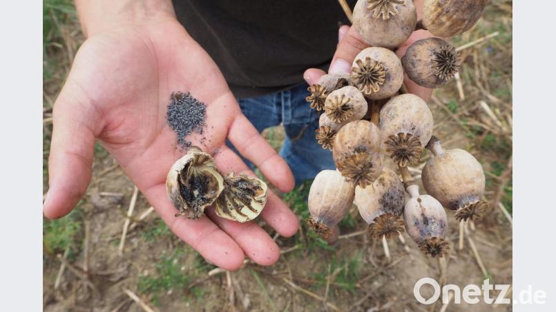 In den diesen Kapseln des Graumohns stecken die kleinen schwarzen Körner, die auf der Semmel landen könnten. Bild: bl