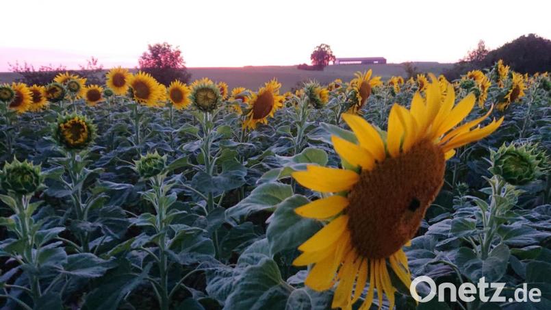 Sonnenblumen vervollständigen die Vielfalt auf dem Hof in Raffach bei Schwarzenfeld. Bild: exb