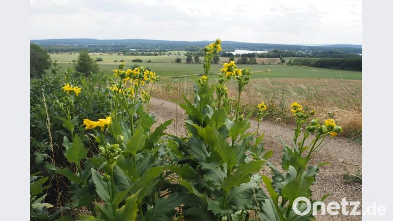 Die Durchwachsene Silphie rückt nicht nur als Blickfang in den Fokus, sie zählt zu den Energiepflanzen. Auch Landwirt Josef Stangl zieht einen Anbau in Erwägung und hat ein paar kleiner Flächen damit bebaut. Bild: bl