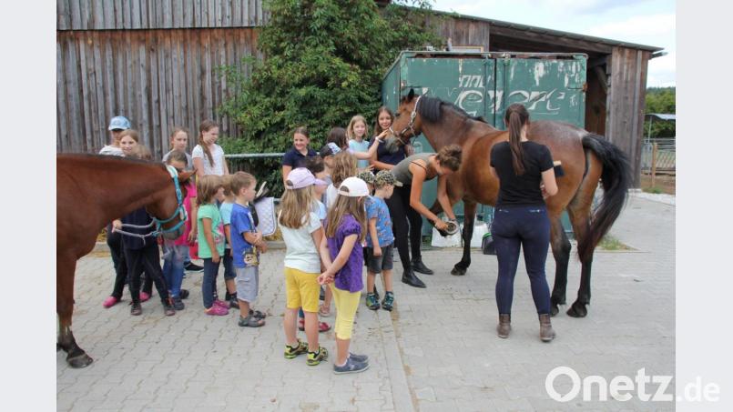 Zunächst schauten die Kinder bei der Pferdepfleg nur zu, dann durften sie selbst Hand anlegen. Bild: frd