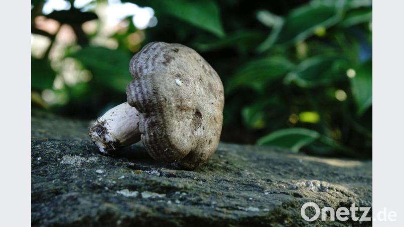 Bei diesem Pilz handelt es sich um einen "Gebänderten Hainbuchen-Milchling" (Lactarius circellatus), wie Pilzsachverständiger und Fotoclubmitglied Stefan Hartwig erklärte. Bild: exb/Stefan Hartwig