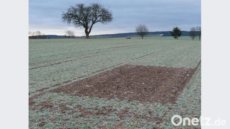 Ein Lerchenfenster bei der Aussaat. Im hohen Getreide ist es später fast nicht mehr auszumachen, aber für die Feldlerchen bietet es eine Überlebenschance. Bild: jml