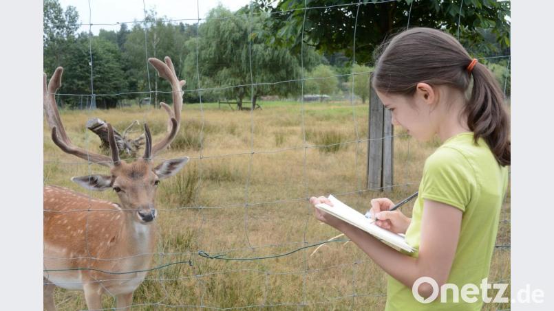 Die Ferienprogramm-Kinder nehmen die Tiere im Tierpark Gleitsbachtal genau unter die Lupe. Bild: Gabi Schönberger