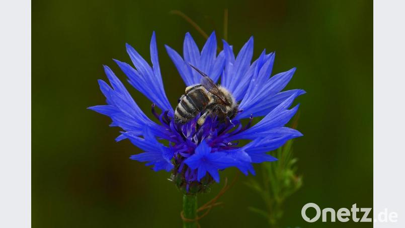 Johann Gmeiner entdeckte eine Biene auf der Kornblume im heimischen Garten. Bild: exb/Johann Gmeiner