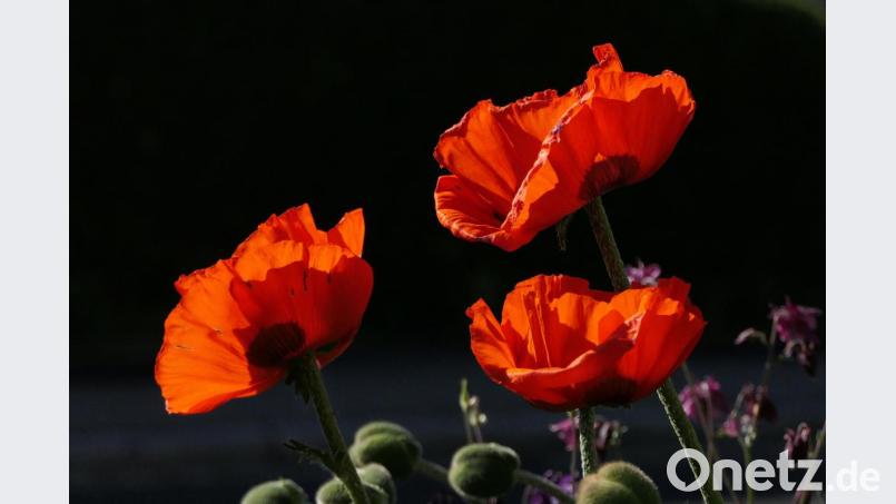 Johann Gmeiners Blumenaufnahmen mit Aha-Effekt. Bild: exb/Johann Gmeiner