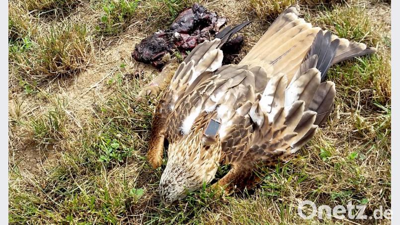 Der Landesbund für Vogelschutz (LBV) beschäftigt sich derzeit mit Fund eines toten Rotmilans im Landkreis Regensburg. Bild: A. Gottschalk/LBV