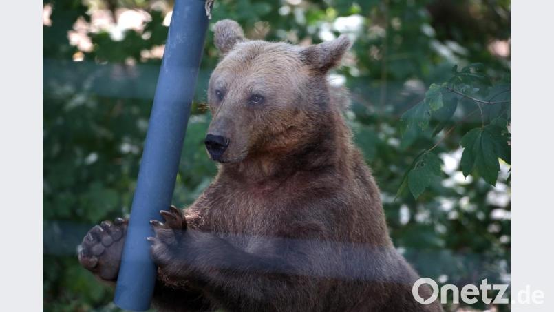 Ein Bär spielt im Gehege im Anholter Bärenwald. Bild: Oliver Berg