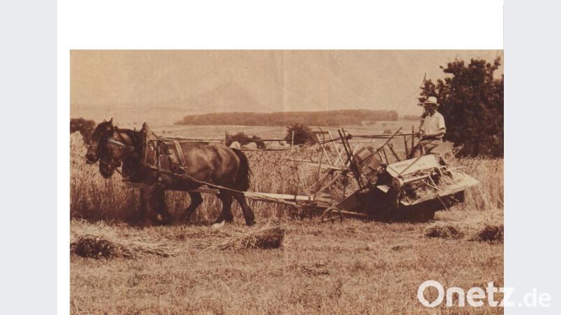 Ein von Pferden gezogener Bindemäher. Wie der Name schon sagt, wurde das Getreide automatisch zu Bündeln gebunden. Eine große Arbeitserleichterung. Archivbild: schß