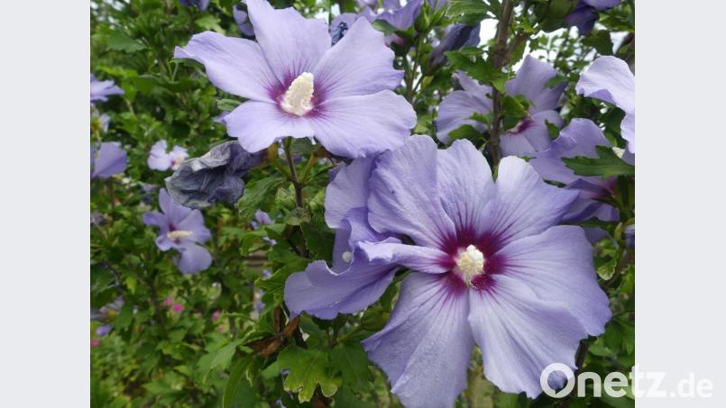 Beim Hibiscus sind mehrere Zuchtvarietäten bekannt, von denen eine gar den Gambo-, Dekkan- oder Ambari-Hanf liefert. Bild: rn