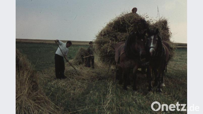 Hermann Reger aus Amberg hat in den frühen 1960er Jahren noch das Aufladen der „Kornmandln“ auf ein Pferdefuhrwerk festgehalten. Bild: Herrmann Reger/Archiv Josef Schmaußer