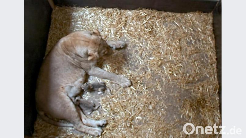 Die beiden Löwenjungtiere mit Löwin Kigali. Bild: Zoo Leipzig/dpa