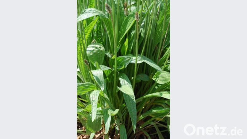 Der Spitzwegerich enthält heilende Wirkstoffe und hilft auch bei Mückenstichen. Bild: Heike Will/dpa