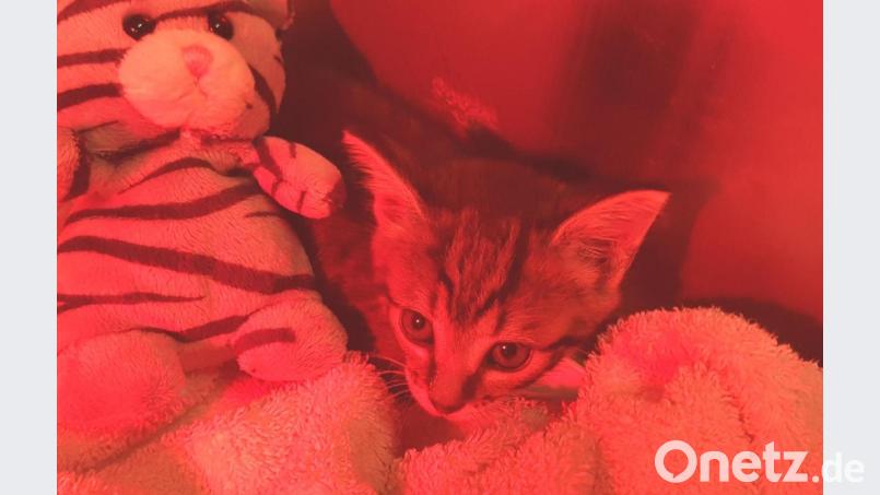 Katerchen "Gully" nach seiner Rettung unter einer Wärmelampe. Bild: exb