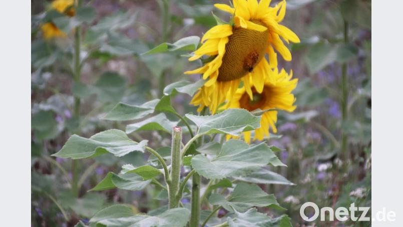 Spaziergänger schneiden die Blumen einfach ab, ohne über die Konsequenzen nachzudenken. Bild: jma