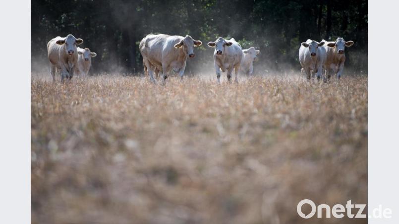Rindfleisch braucht 20 Mal so viel Land und es entstehen 20 Mal so viele Treibhausgase pro Gramm essbaren Eiweißes wie bei pflanzlichen Eiweißen. Bild: Monika Skolimowska