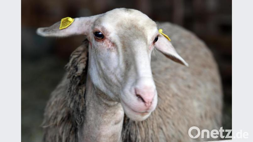 Ein Milchschaf in einem Biolandwirtschaftsbetrieb. Bild: Martin Schutt/dpa