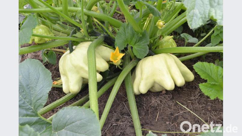 Faszinierende Zierkürbisse. Bild: do