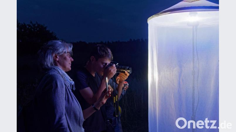 Heinz Kotzlowski lockte mit einer Nachtfalter-Leuchtanlage und selbstgebrauten Ingredienzien, mit denen er die Rinde von Bäumen einstrich, in der Waldnaabaue Nachtfalter an. Etwa 20 Naturbegeisterte ließen sich das Spektakel nicht entgehen. Bild: tr