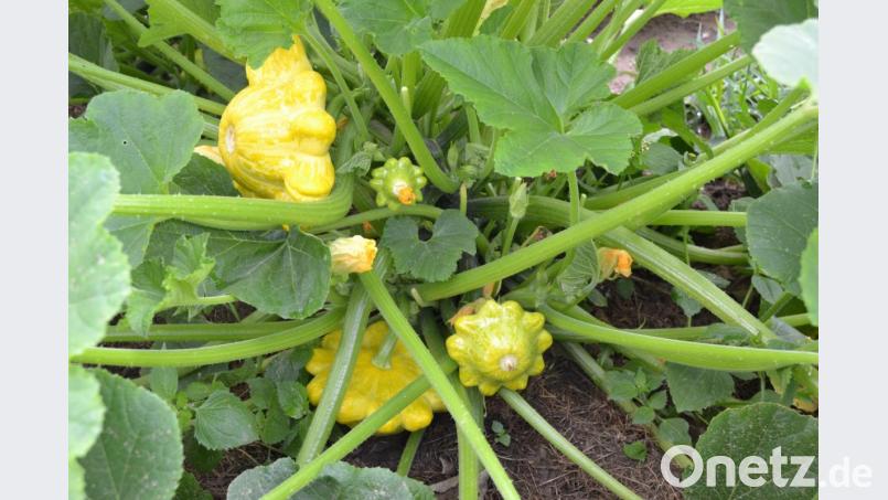 Faszinierende Zierkürbisse. Bild: do