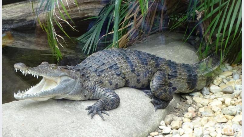 Es war ein echtes Krokodil und keine Attrappe, das sich im Pilsner Zoo zur Schau stellte. Bild: Dobmeier
