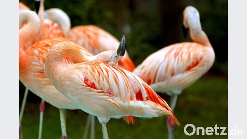 Flamingos stehen im Freizeitpark Geiselwind. Bild: Karl-Josef Hildenbrand/dpa