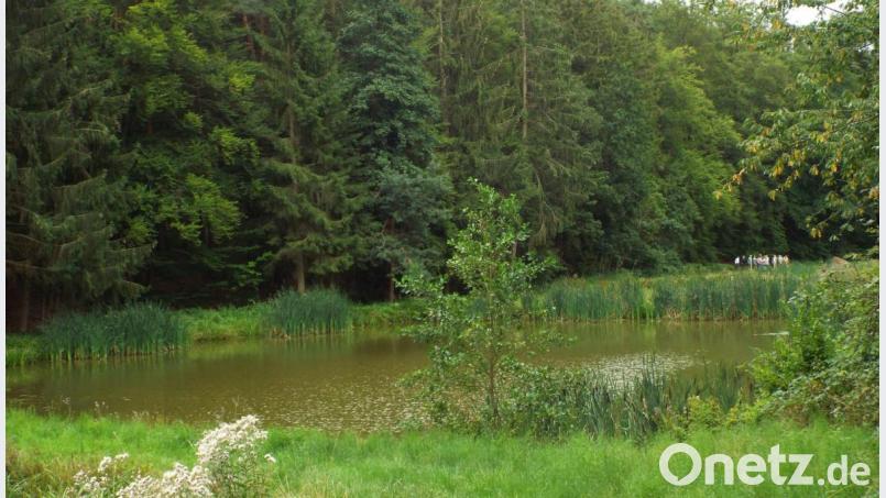 Diese Biotop-Optimierung bei Wutschdorf am Hennenbach ist Teil des Verbundprojektes Naabgebirge im Landkreis Amberg-Sulzbach. Schwerpunkt ist es, Amphibien-Lebensräume zu verbessern. Bild: e