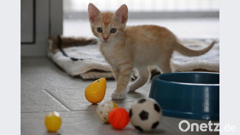 Katzen können auch Schäden an der Wohnung verursachen. Bild: Soeren Stache/dpa