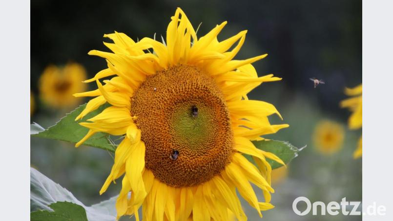 Hummeln und andere Insekten lassen sich gerne auf Sonnenblumen nieder. Bild: jma