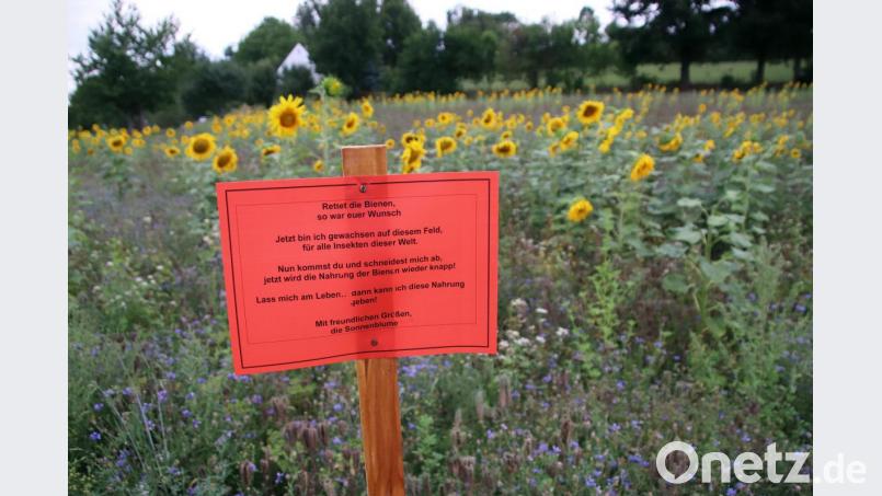 Leuchtend rot und nicht zu übersehen: Ein Schild warnt Spaziergänger davor, die Sonnenblumen bei Pressath zu pflücken. Bild: jma