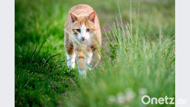 Katzen sind auch in Nachbars Garten unterwegs. Symbolbild: Hauke-Christian Dittrich/dpa