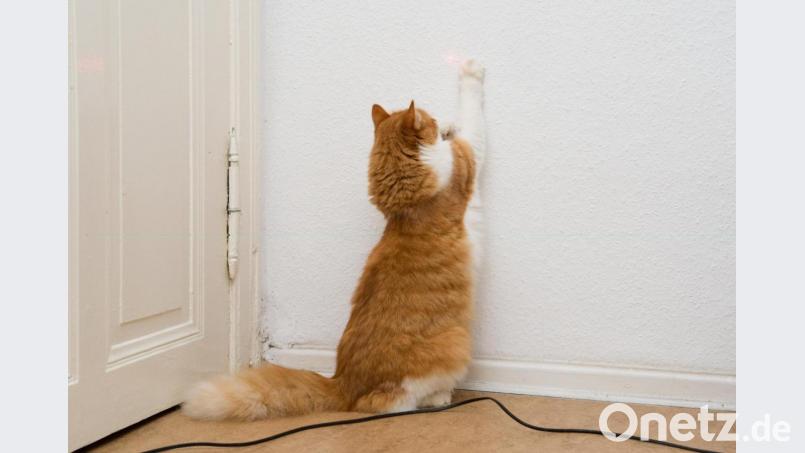 Katzen wollen beschäftigt werden. Symbolbild: Andrea Warnecke/dpa-