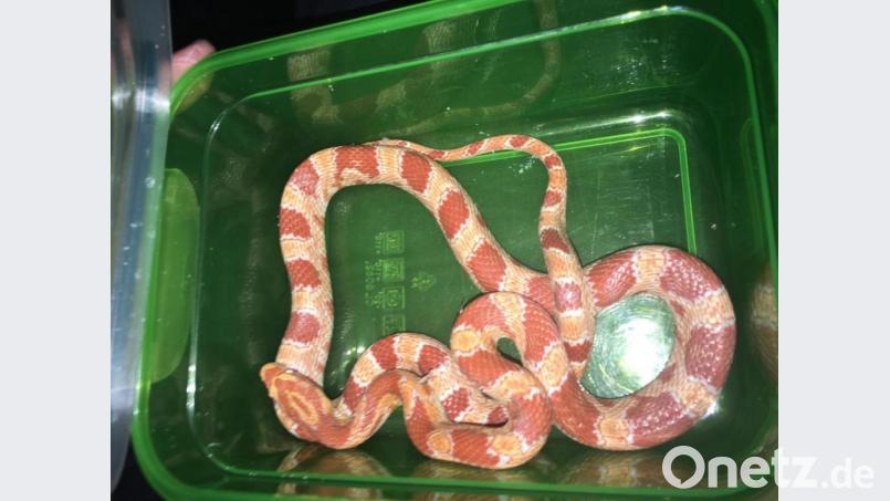 Wem gehört diese Kornnatter? Anwohner hatten sie in der Siechenstraße gefunden. Derzeit befindet sie sich vorübergehend in einer Zoohandlung. Bild: exb