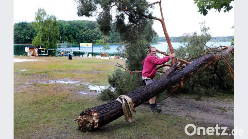 In der Freizeitanlage Movin' Ground am Steinberger See hat am Dienstag eine heftige Sturmbö einen stattlichen Baum umgeworfen. Er stand direkt am Ufer in der Nähe einer kleinen Bootshütte (Hintergrund). Bild: Gerhard Götz