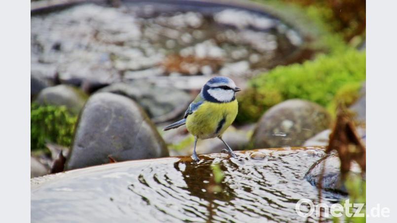 Vögel brauchen gerade an warmen Tagen eine Wasserstelle zum Trinken und Baden. Bild: Ruth Reheuser/LBV/dpa