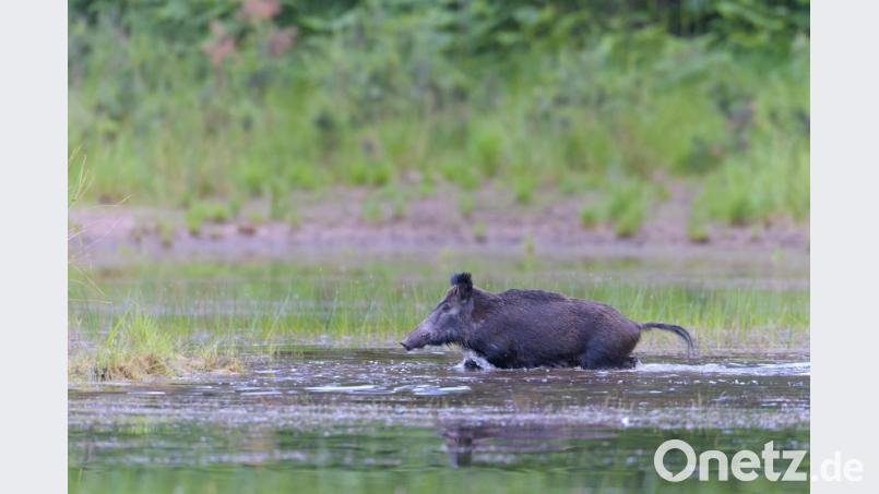 Dieses Wildschwein ist eine „coole Sau“. Abkühlung sucht sich das Tier einfach in einem Wasserloch. Bild: hrö