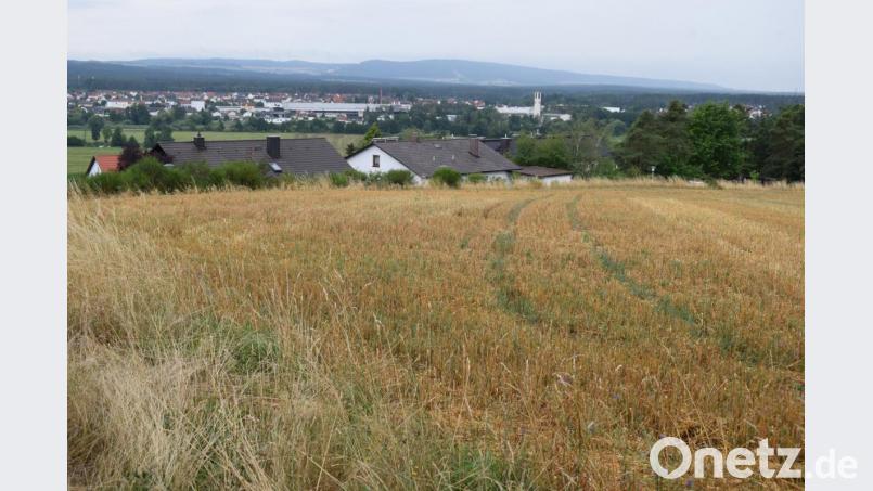 Von der Emmeram-Straße aus, wo das Projekt "Wohnen an der alten Linde" entstehen soll, hat man einen herrlichen Blick ins Naabtal. Bisher ist eine Bebauung dieses Gebietes nicht vorgesehen. Bild: bnr