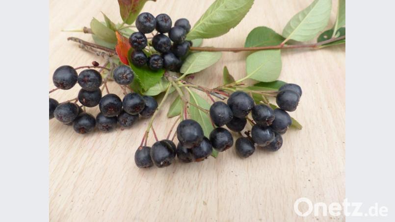 Die Aroniabeere, die zu Saft und Mus später verarbeitet wird und fast wie eine Schwarzbeere schmeckt Bild: sl
