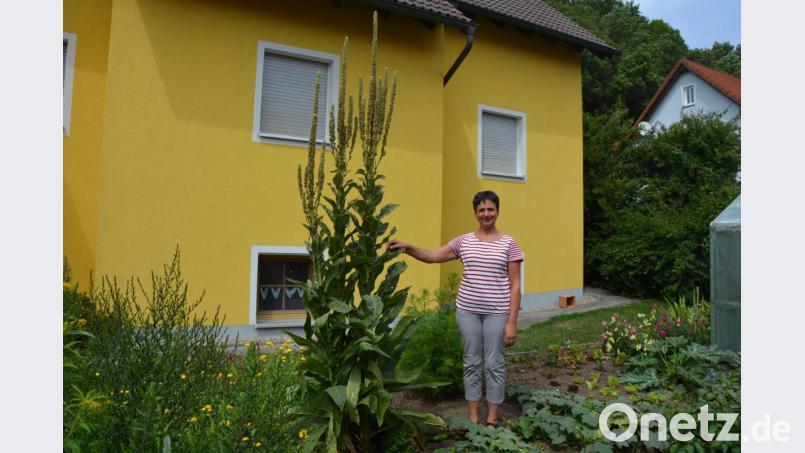Diese prächtige Königskerze wächst im Garten von Mesnerin Helga Weiß in Großbüchlberg. Gut 2,80 Meter ist die Pflanze groß geworden. Zum Feiertag Mariä Himmelfahrt wird die Pflanze geerntet und für Kräuterbüschel mit verwendet. Bild: jr