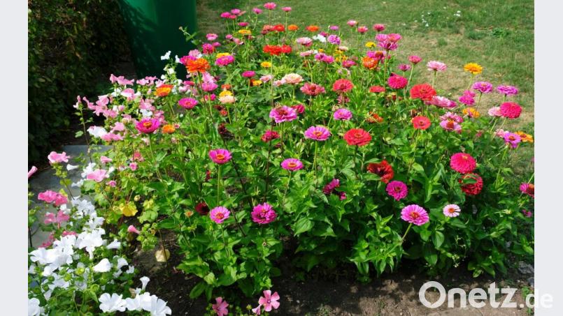 Im Spätsommer dient das Blütenmeer im Garten von Wally Kern für das Kräuterbuschen-Binden. Bild: do