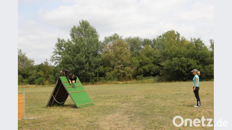 &quot;Bring Holz&quot; eine Einheit für Gebrauchs- und Begeleithunde aus dem Trainingsprogramm des Hundesportvereins Hirschau wurde ebenfalls vorgeführt. Bild: ads